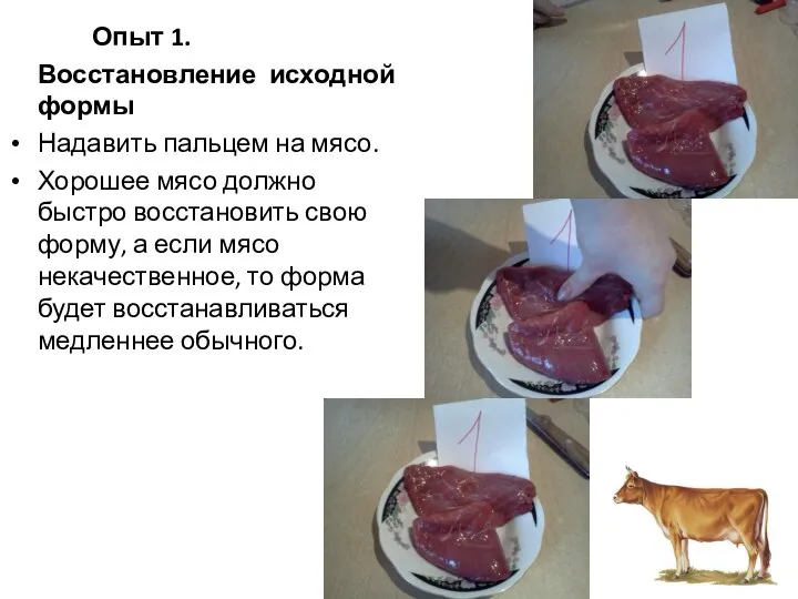 Опыт 1. Восстановление исходной формы Надавить пальцем на мясо. Хорошее мясо