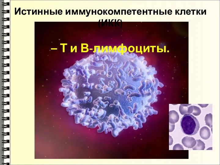 Истинные иммунокомпетентные клетки (ИКК) – Т и В-лимфоциты.