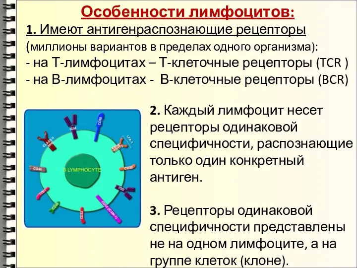 Особенности лимфоцитов: 1. Имеют антигенраспознающие рецепторы (миллионы вариантов в пределах одного