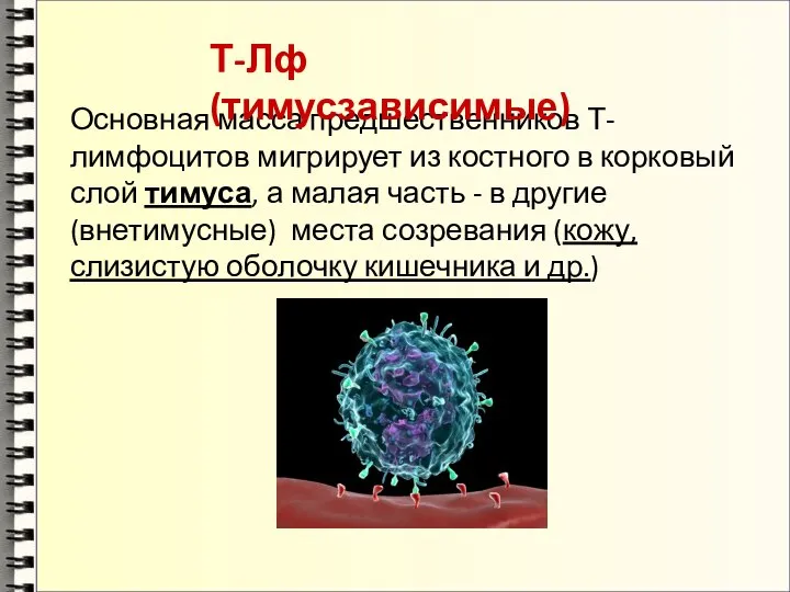 Основная масса предшественников Т-лимфоцитов мигрирует из костного в корковый слой тимуса,