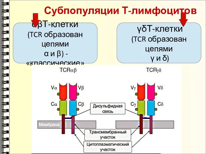 Субпопуляции Т-лимфоцитов αβТ-клетки (TCR образован цепями α и β) - «классические»