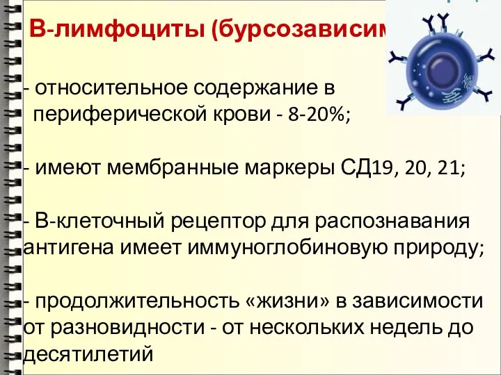 В-лимфоциты (бурсозависимые) - относительное содержание в периферической крови - 8-20%; -