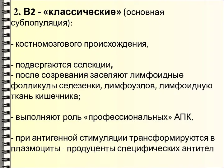 2. В2 - «классические» (основная субпопуляция): - костномозгового происхождения, - подвергаются