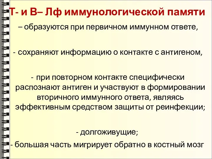 Т- и В– Лф иммунологической памяти – образуются при первичном иммунном