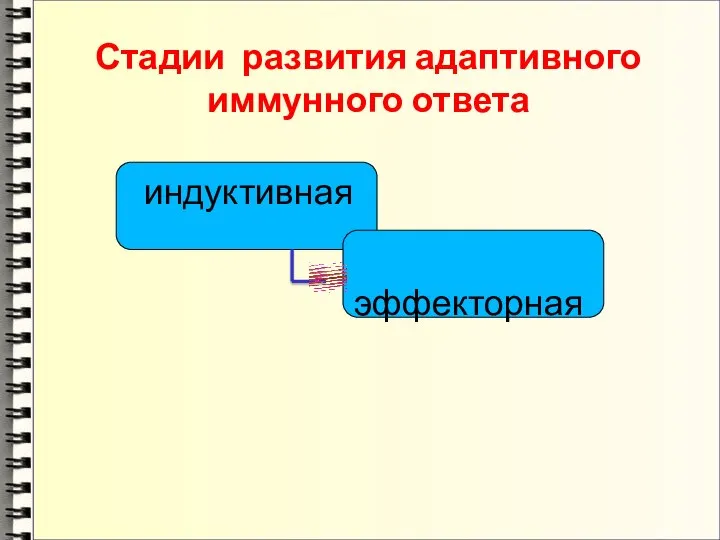 Стадии развития адаптивного иммунного ответа индуктивная эффекторная