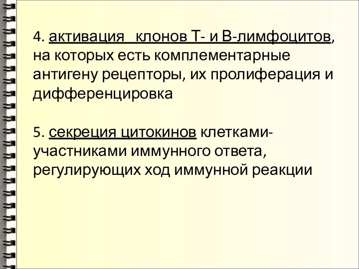 4. активация клонов Т- и В-лимфоцитов, на которых есть комплементарные антигену