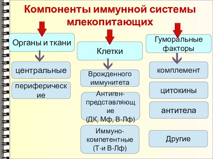 Компоненты иммунной системы млекопитающих Органы и ткани Клетки Гуморальные факторы центральные