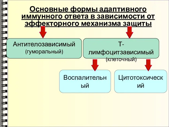 Основные формы адаптивного иммунного ответа в зависимости от эффекторного механизма защиты