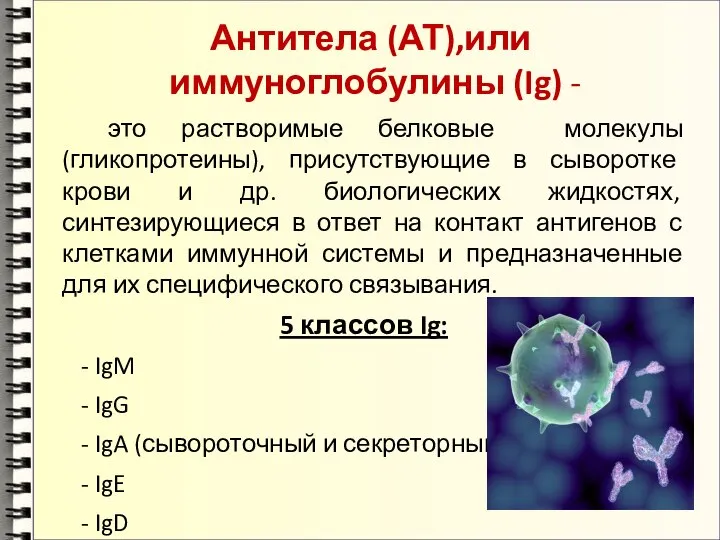 Антитела (АТ),или иммуноглобулины (Ig) - это растворимые белковые молекулы (гликопротеины), присутствующие