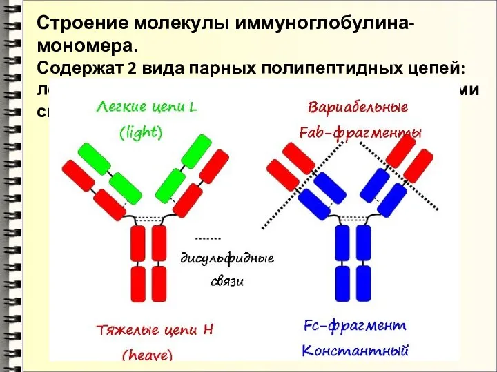 Строение молекулы иммуноглобулина-мономера. Содержат 2 вида парных полипептидных цепей: легкие и тяжелые, соединенные дисульфидными связями