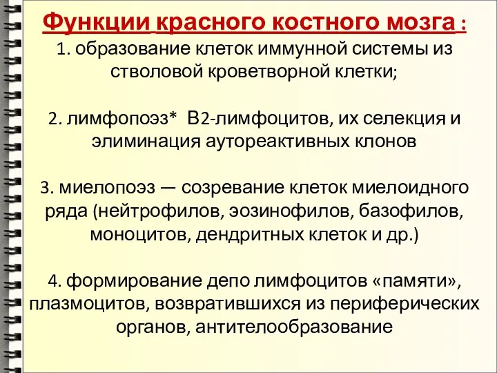 Функции красного костного мозга : 1. образование клеток иммунной системы из