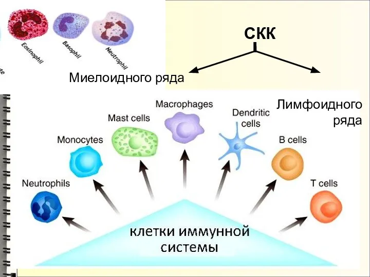 Миелоидного ряда Лимфоидного ряда СКК