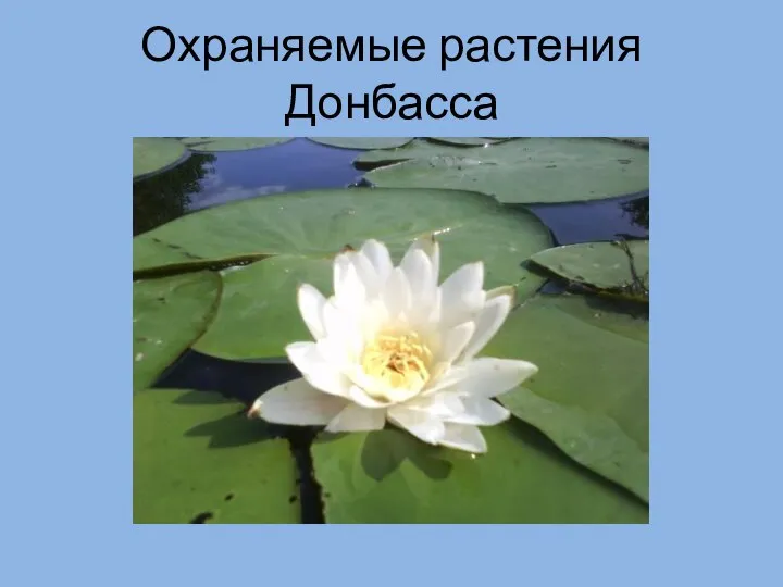 Охраняемые растения Донбасса