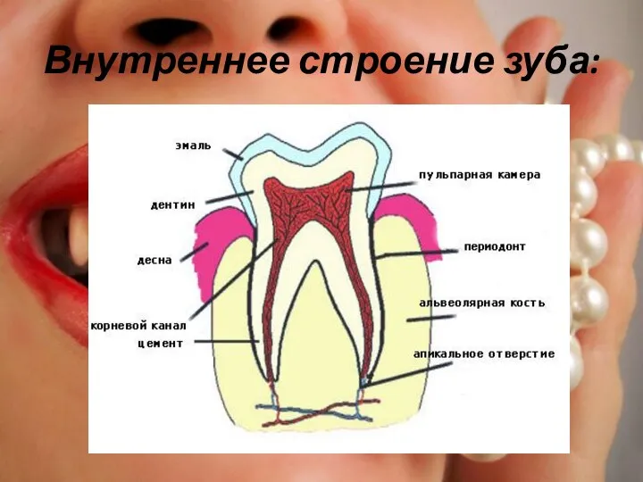 Внутреннее строение зуба: