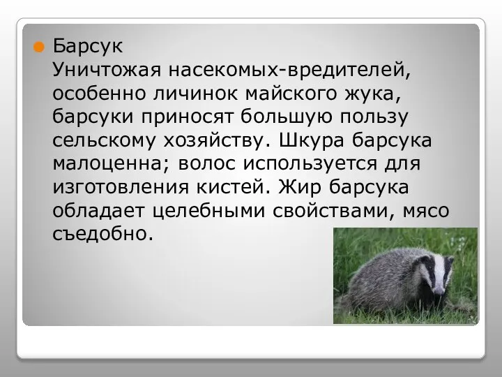 Барсук Уничтожая насекомых-вредителей, особенно личинок майского жука, барсуки приносят большую пользу