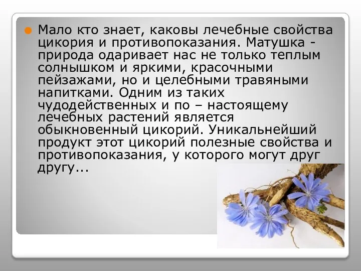 Мало кто знает, каковы лечебные свойства цикория и противопоказания. Матушка -