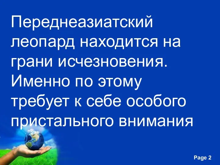 Переднеазиатский леопард находится на грани исчезновения. Именно по этому требует к себе особого пристального внимания