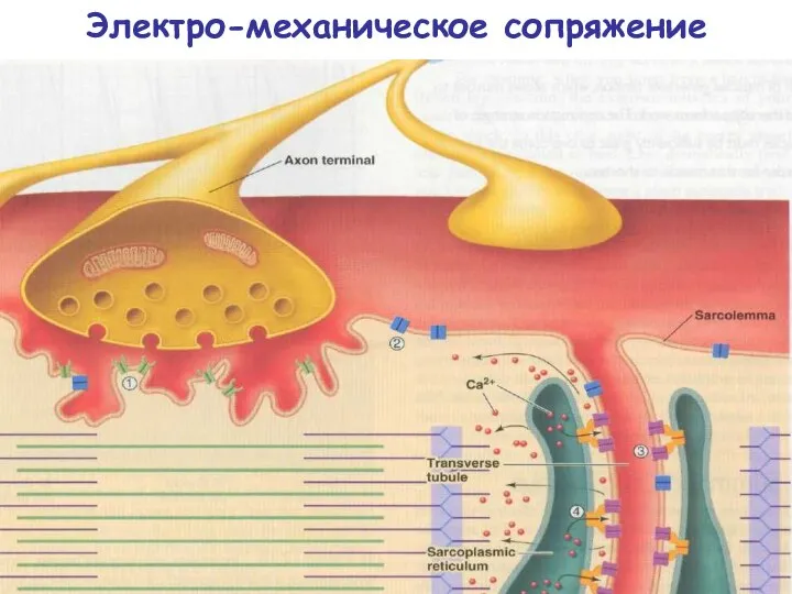 Электро-механическое сопряжение