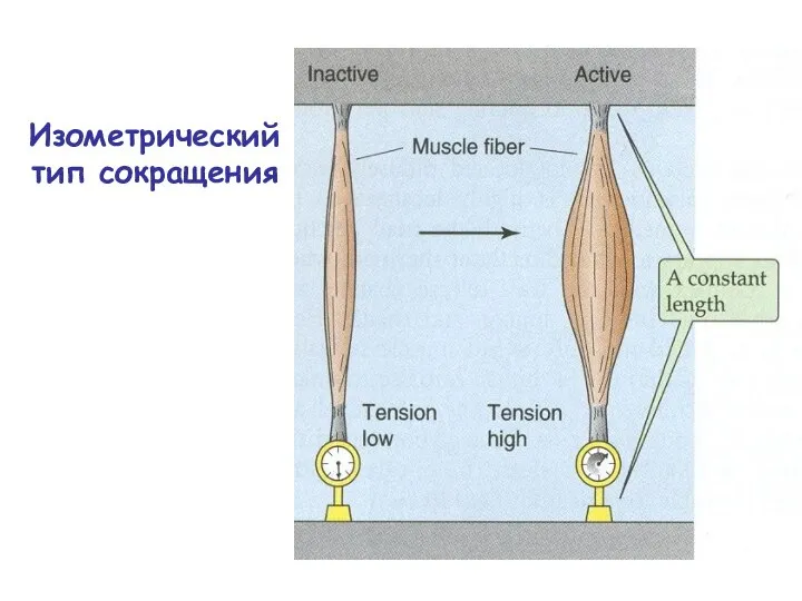 Изометрический тип сокращения