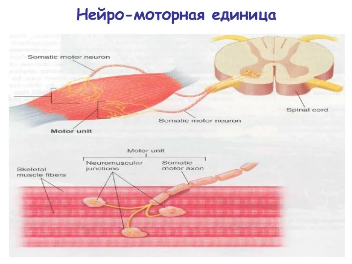 Нейро-моторная единица