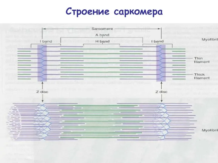 Строение саркомера