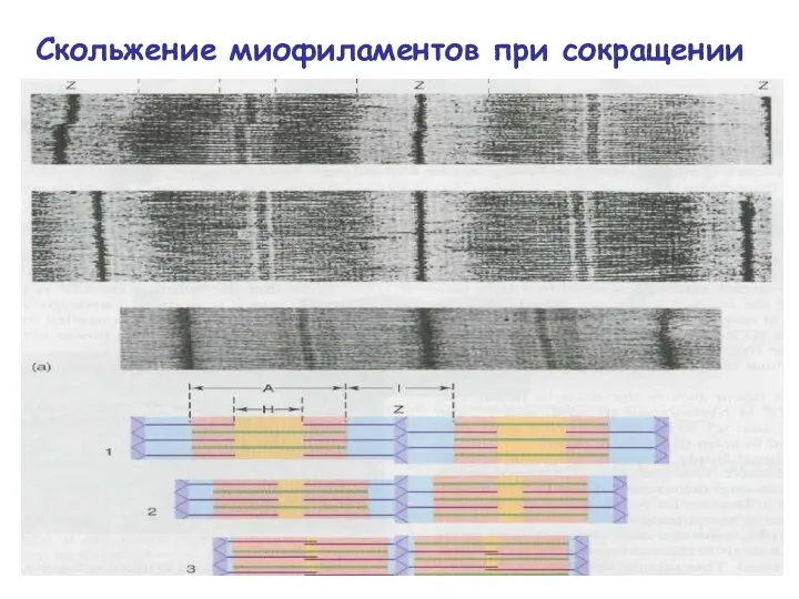 Скольжение миофиламентов при сокращении