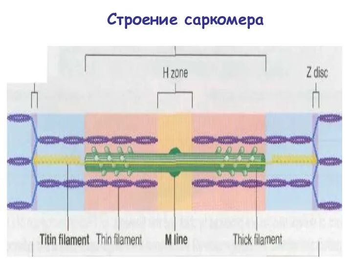 Строение саркомера