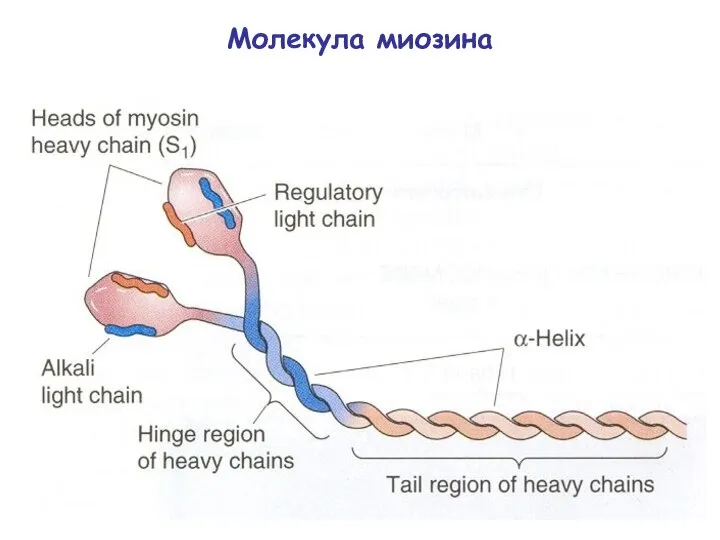 Молекула миозина