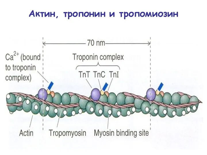 Актин, тропонин и тропомиозин