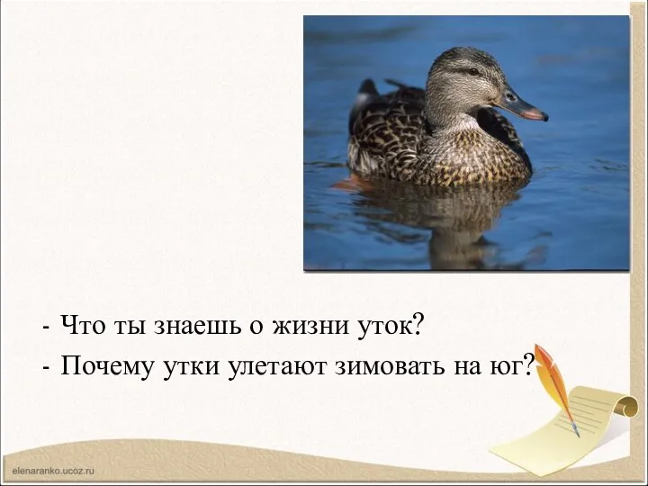 Что ты знаешь о жизни уток? Почему утки улетают зимовать на юг?