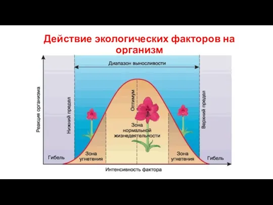 Действие экологических факторов на организм