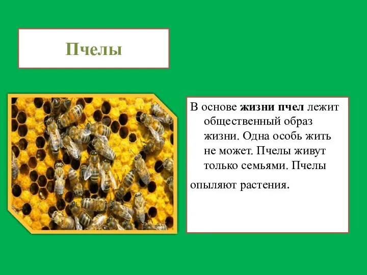 Пчелы В основе жизни пчел лежит общественный образ жизни. Одна особь