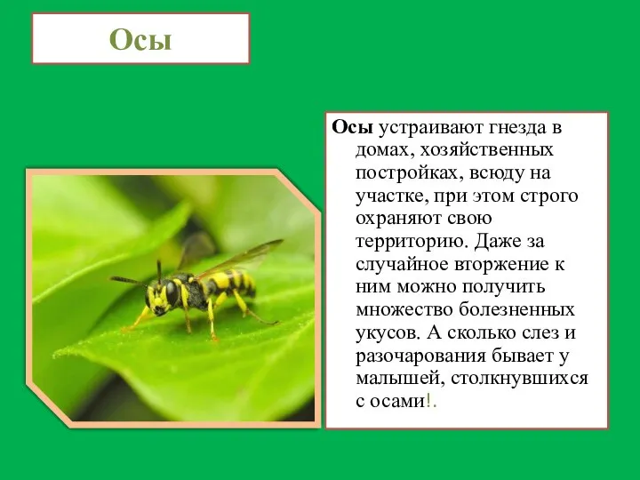 Осы Осы устраивают гнезда в домах, хозяйственных постройках, всюду на участке,