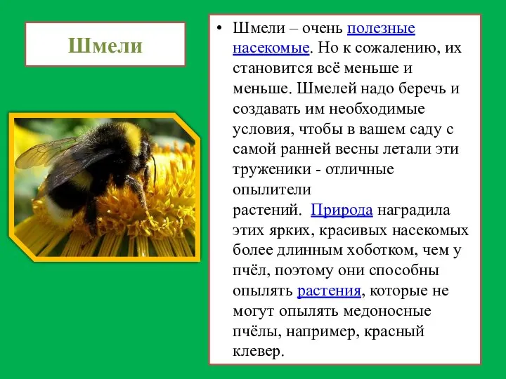 Шмели Шмели – очень полезные насекомые. Но к сожалению, их становится