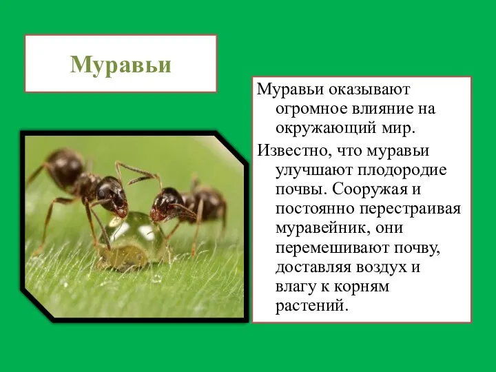 Муравьи Муравьи оказывают огромное влияние на окружающий мир. Известно, что муравьи