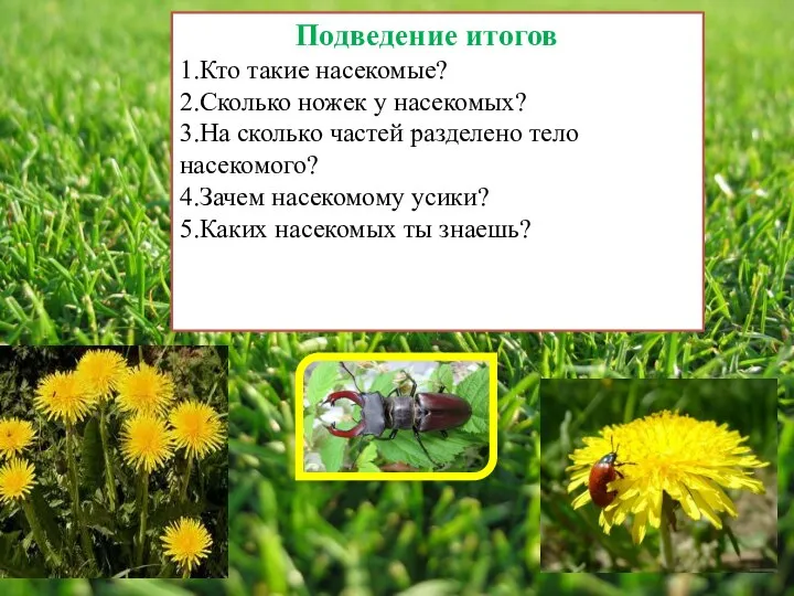 Подведение итогов 1.Кто такие насекомые? 2.Сколько ножек у насекомых? 3.На сколько