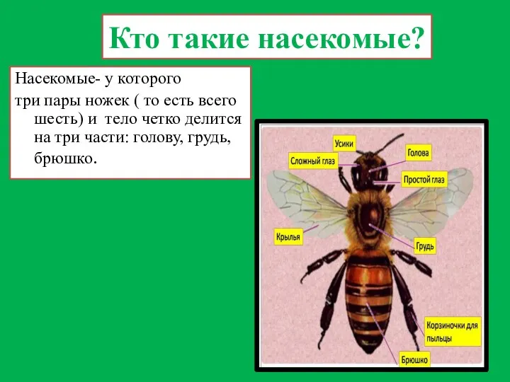 Кто такие насекомые? Насекомые- у которого три пары ножек ( то