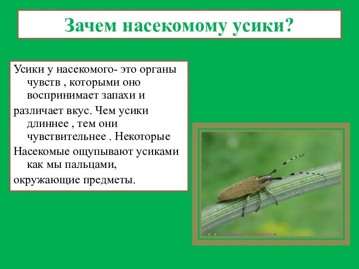 Зачем насекомому усики? Усики у насекомого- это органы чувств , которыми