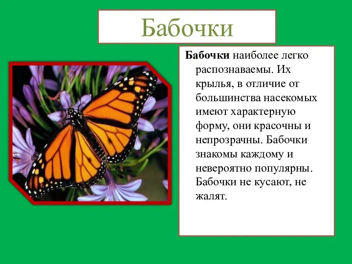 Бабочки Бабочки наиболее легко распознаваемы. Их крылья, в отличие от большинства