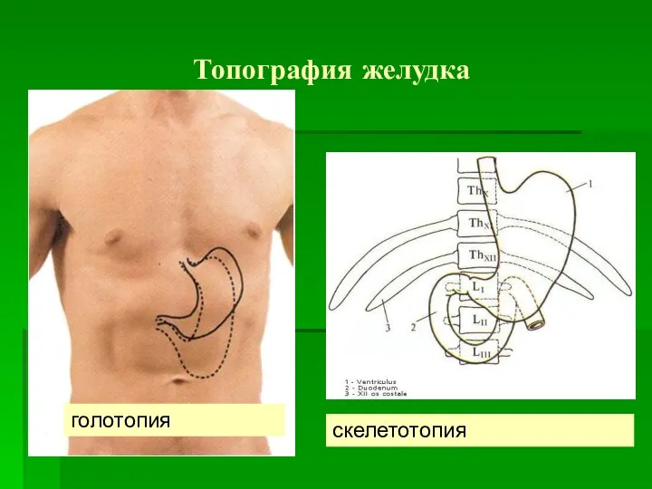 Топография желудка голотопия скелетотопия