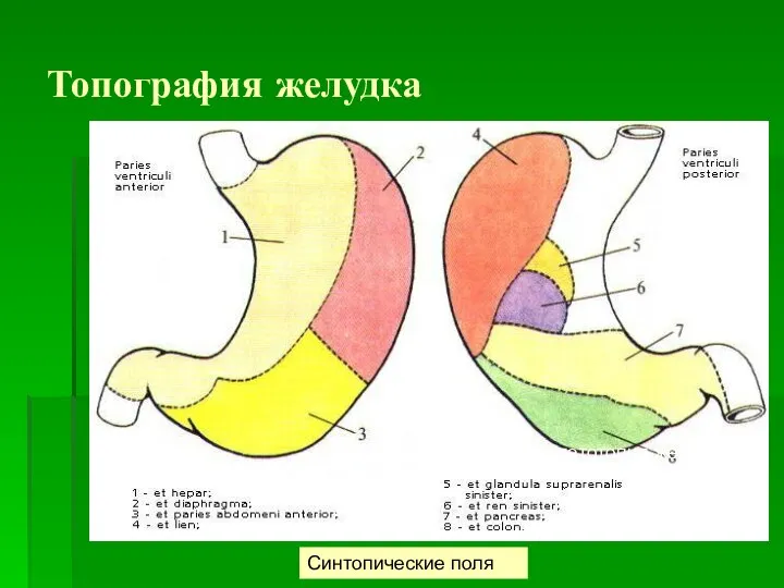 Топография желудка Синтопические поля Скелетотопия желудка