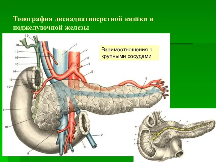 Топография двенадцатиперстной кишки и поджелудочной железы Взаимоотношения с крупными сосудами