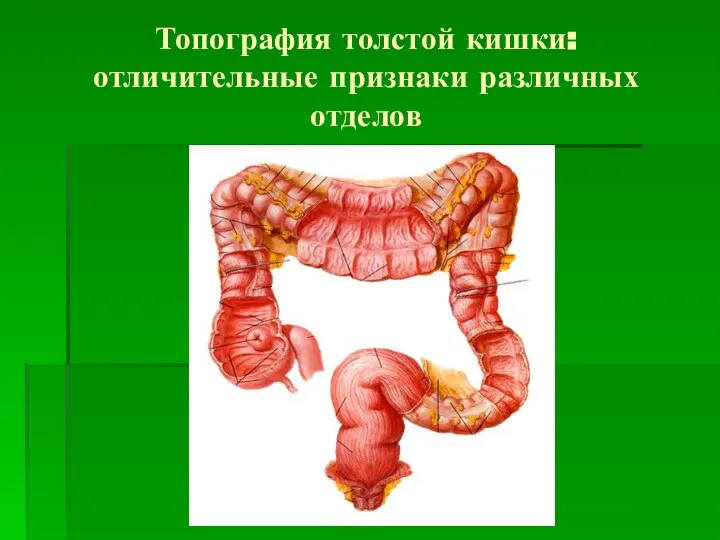 Топография толстой кишки: отличительные признаки различных отделов