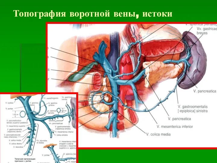 Топография воротной вены, истоки