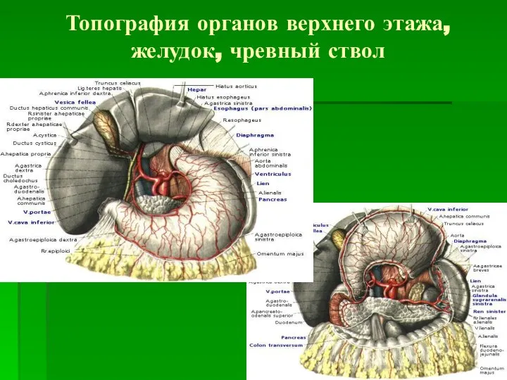 Топография органов верхнего этажа, желудок, чревный ствол