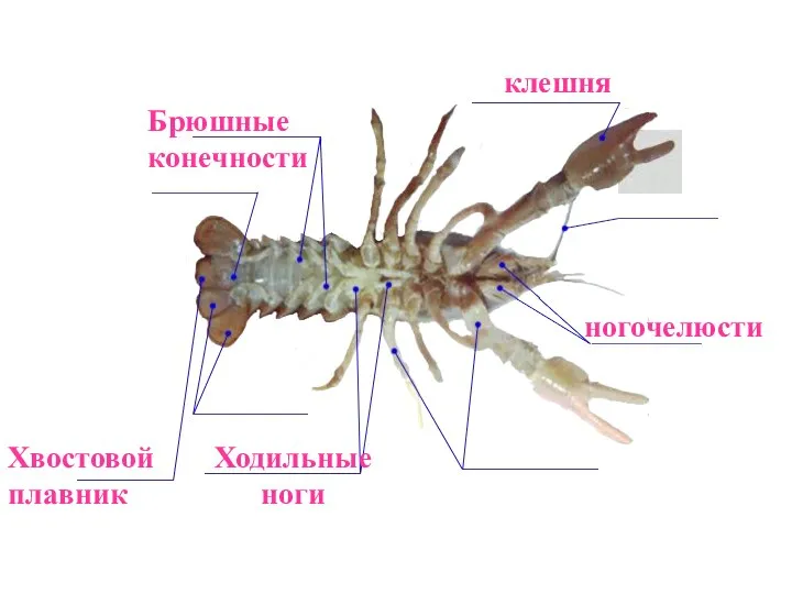 клешня Хвостовой плавник ногочелюсти Брюшные конечности Ходильные ноги