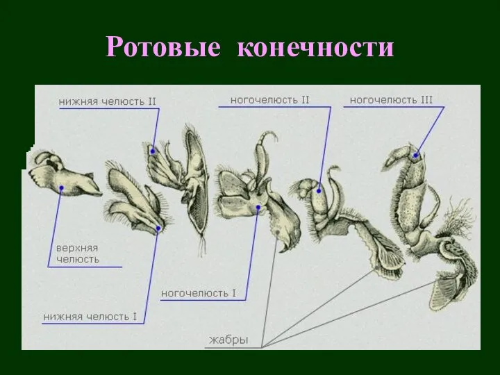 Ротовые конечности