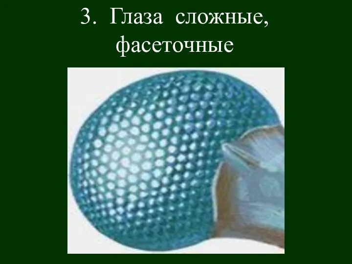 3. Глаза сложные, фасеточные