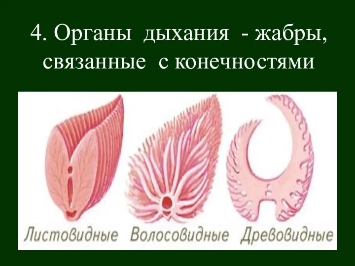 4. Органы дыхания - жабры, связанные с конечностями