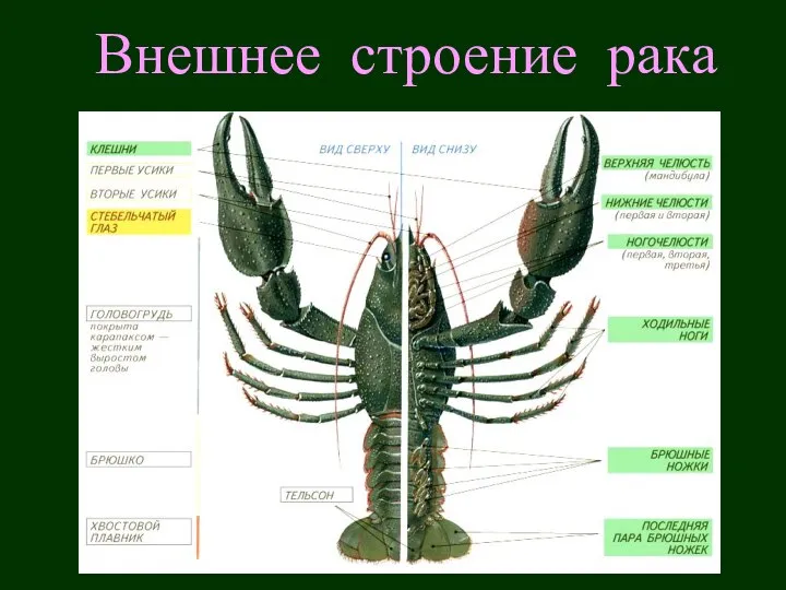 Внешнее строение рака